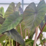 Kolokázia jedlá (Colocasia esculenta) ´ALOHA´ - výška 80-90 cm, kont. C15L